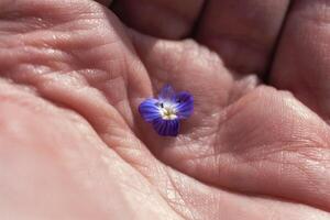 veronica persica o uccelli occhio veronica fiore a primavera siamo piccolo luminosa blu fiore foto