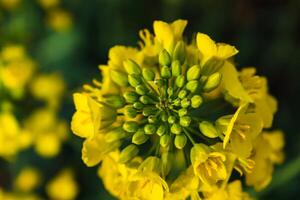 colza fiore nel un' campo a primavera, colza, brassica napus foto