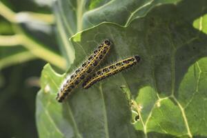 vicino su di cavolo bianca bruchi in movimento su un' verde cavolo foglia. pieris brassicae foto