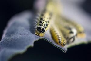 vicino su di cavolo bianca bruchi in movimento su un' rosso cavolo foglia. pieris brassicae foto