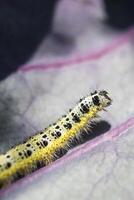 vicino su di cavolo bianca bruco in movimento su un' rosso cavolo foglia. pieris brassicae foto