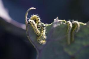 vicino su di cavolo bianca bruchi in movimento su un' rosso cavolo foglia. pieris brassicae foto