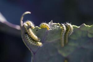 vicino su di cavolo bianca bruchi in movimento su un' rosso cavolo foglia. pieris brassicae foto