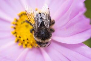 bombo coperto nel polline su un' cosmo fiore foto