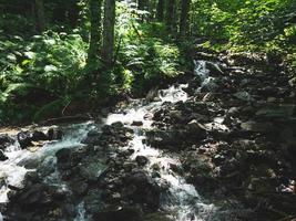 torrente in un bosco di montagna. montagne del caucaso foto