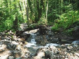 torrente in un bosco di montagna. montagne del caucaso foto