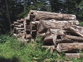 tronchi nella foresta. sochi, russia foto