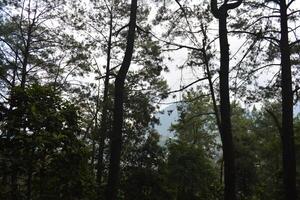 foto di un' Visualizza nel il foresta