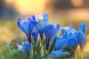 ai generato fiori di blu crochi su sfocatura sfondo .generato ai foto