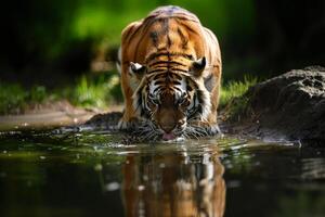ai generato tigre potabile acqua, avvicinamento. generativo ai foto