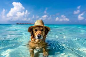ai generato cane estate vacanza indossare cappello avendo divertimento con acqua su il spiaggia, generativo ai foto