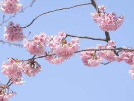 bellissimo ciliegia fiorire sakura fioritura con dissolvenza in pastello rosa sakura fiore, pieno fioritura un' primavera stagione nel Giappone foto