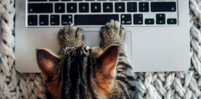 ai generato carino gatto nel vicino su seduta con il computer portatile. in linea opera e scolarizzazione. generativo ai foto