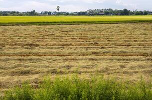 panoramico visualizzazioni di verde e post-raccolta riso i campi pieno di stoppie e incombusto. foto