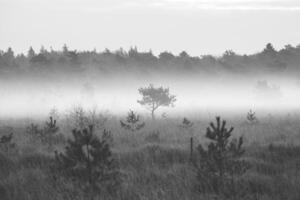 nero e bianca mattina sole si illumina un' solitario albero in piedi nel il nebbia a grenspark kalmthoutse heide vicino anversa nel Nord Ovest Belgio foto