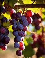 ai generato maturo rosso uva su vigneti nel autunno raccolto. ai generativo foto