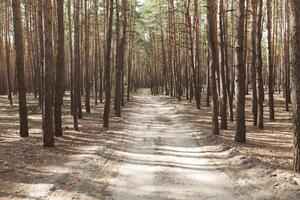 pino foresta rurale strada foto