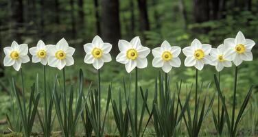 ai generato Narciso papiraceo, gozzovigliando nel il bellezza di primavera eleganza foto