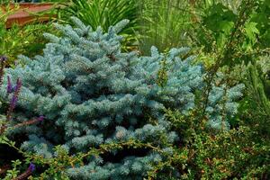 paesaggistica.giovane spara di decorativo blu abete rosso e cotoneaster foto