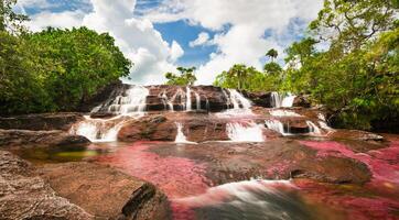 cano cristalli è un' fiume nel Colombia quello è collocato nel il sierra de la macarena, nel il Dipartimento di meta. esso è considerato di molti come il maggior parte bellissimo fiume nel il mondo foto