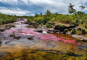 cano cristalli è un' fiume nel Colombia quello è collocato nel il sierra de la macarena, nel il Dipartimento di meta. esso è considerato di molti come il maggior parte bellissimo fiume nel il mondo foto