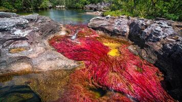 cano cristalli è un' fiume nel Colombia quello è collocato nel il sierra de la macarena, nel il Dipartimento di meta. esso è considerato di molti come il maggior parte bellissimo fiume nel il mondo foto