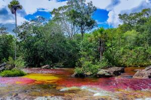 cano cristalli è un' fiume nel Colombia quello è collocato nel il sierra de la macarena, nel il Dipartimento di meta. esso è considerato di molti come il maggior parte bellissimo fiume nel il mondo foto