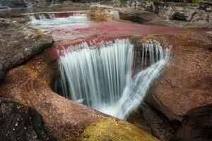 cano cristalli è un' fiume nel Colombia quello è collocato nel il sierra de la macarena, nel il Dipartimento di meta. esso è considerato di molti come il maggior parte bellissimo fiume nel il mondo foto