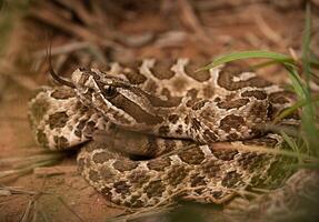 occidentale massasauga, sistruro catenato foto