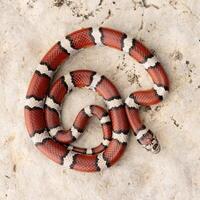 rosso latte serpente, lampropeltis triangulum foto