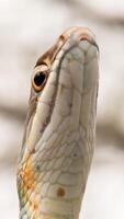 Ruthven serpente a frusta, masticophis ruthveni foto