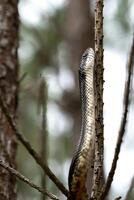 orientale ratto serpente, pantherophis allehaniensis foto