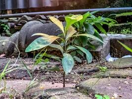 piccolo avocado o chacruna impianti foto