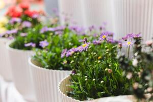 viola brachiscome fiore nel bianca pentola nel il giardino. foto