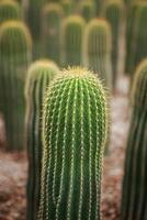 neobuxbaumia cactus piantare nel cactus giardino foto