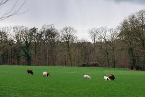 primavera tempo nel Germania vicino Barlo foto