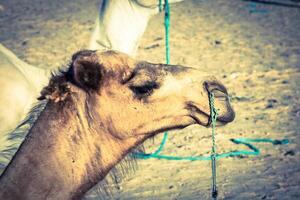 arabo cammello o dromedario anche chiamato un' con una gobba cammello nel il sahara deserto, douz, tunisia foto