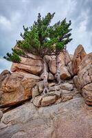 roccia con pino alberi nel seoraksan nazionale parco, Sud Corea foto