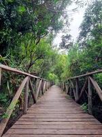 bosco voglia di viaggiare, esplorando il Treetops foto