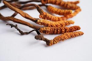 cordyceps sinensis o ofiocordyceps sinensis isolato su bianca sfondo, fungo erba trattamento medicine.cordyceps sinensis o ofiocordyceps sinensis isolato su bianca sfondo, fungo foto