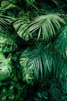 tropicale verdezza, della natura tela svelato, botanico giardino, floreale sfondo, e il essenza di pianta crescita nel paesaggio design foto