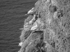 uccelli su helgoland isola foto