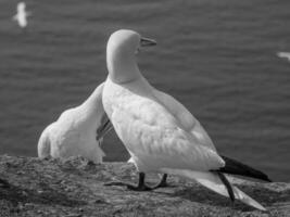 uccelli su helgoland isola foto