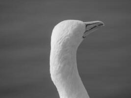 uccelli su helgoland isola foto