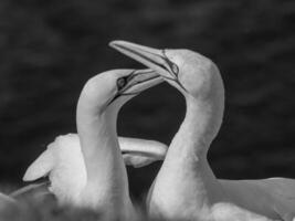 uccelli su helgoland isola foto