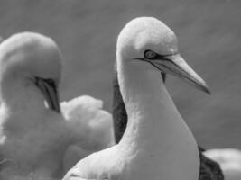 uccelli su helgoland isola foto