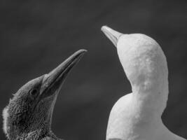 uccelli su helgoland isola foto