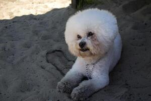 adorabile bichon frise posa su il sabbia all'aperto foto