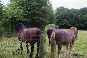 un' cavalli nel il pascolo. il allevamento di cavalli azienda agricola. campagna vita. foto