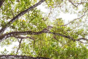 pider scimmia nel il baldacchino di un' enorme albero nel il giungla di corcovado nazionale parco nel costa rica foto